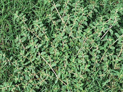 Weed of the Month -- Spurge