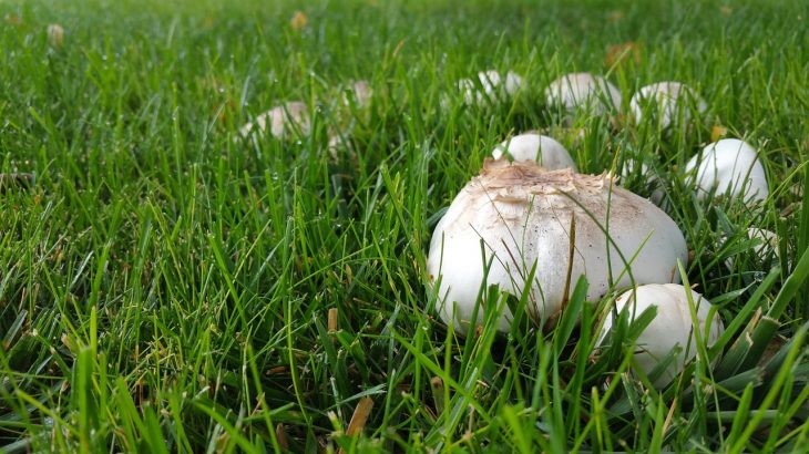 Why do mushrooms pop up in lawns?