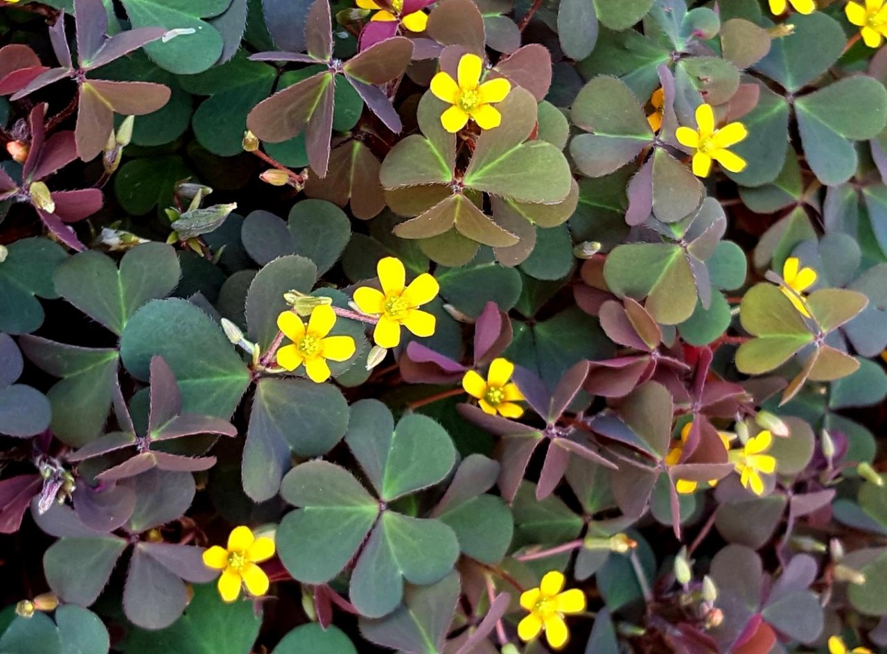 Weed of the Month-- Wood Sorrel