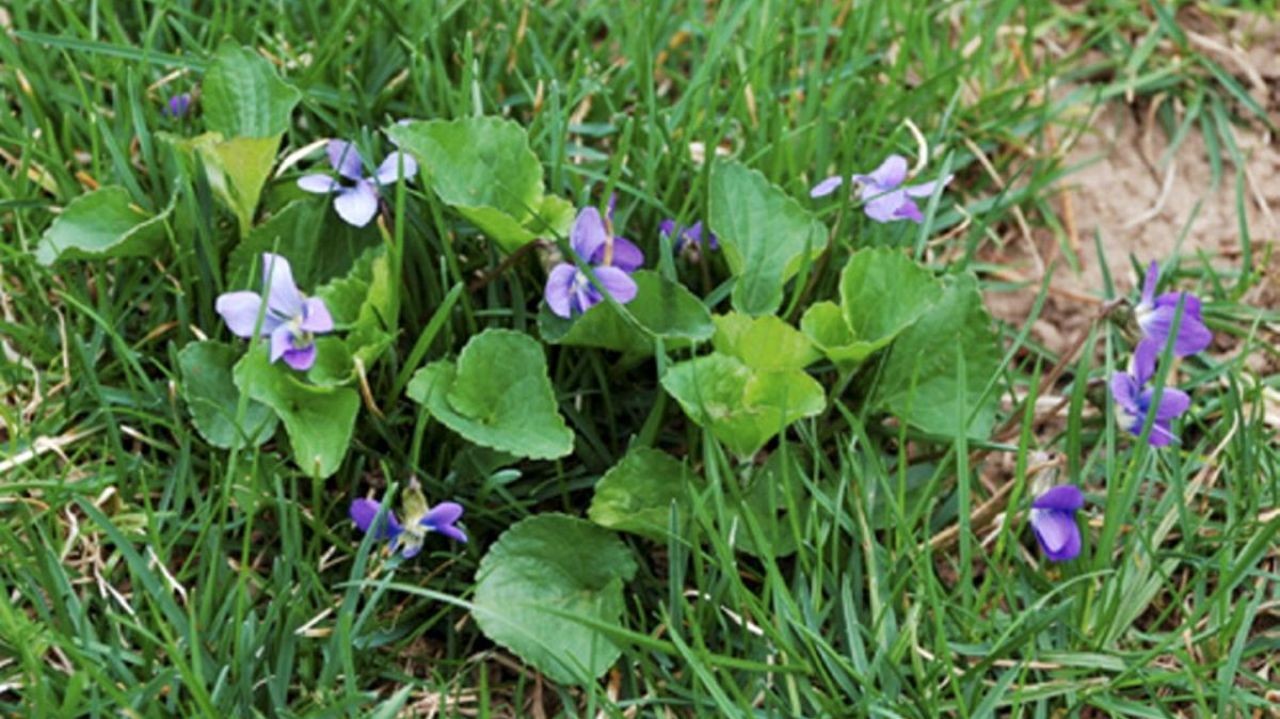 Weed of the Month -- Wild Violet