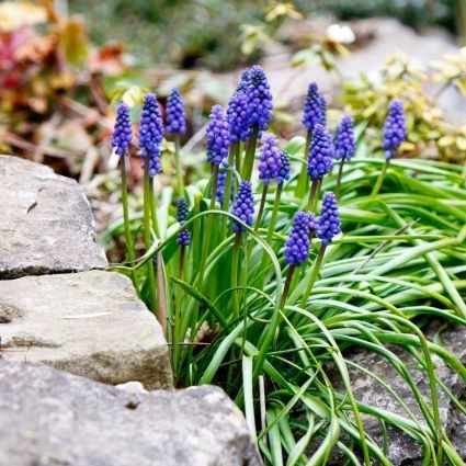 Weed of the Month -- Wild Grape Hyacinth