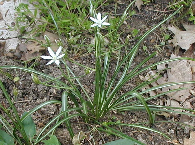 Weed of the Month -- Star of Bethlehem