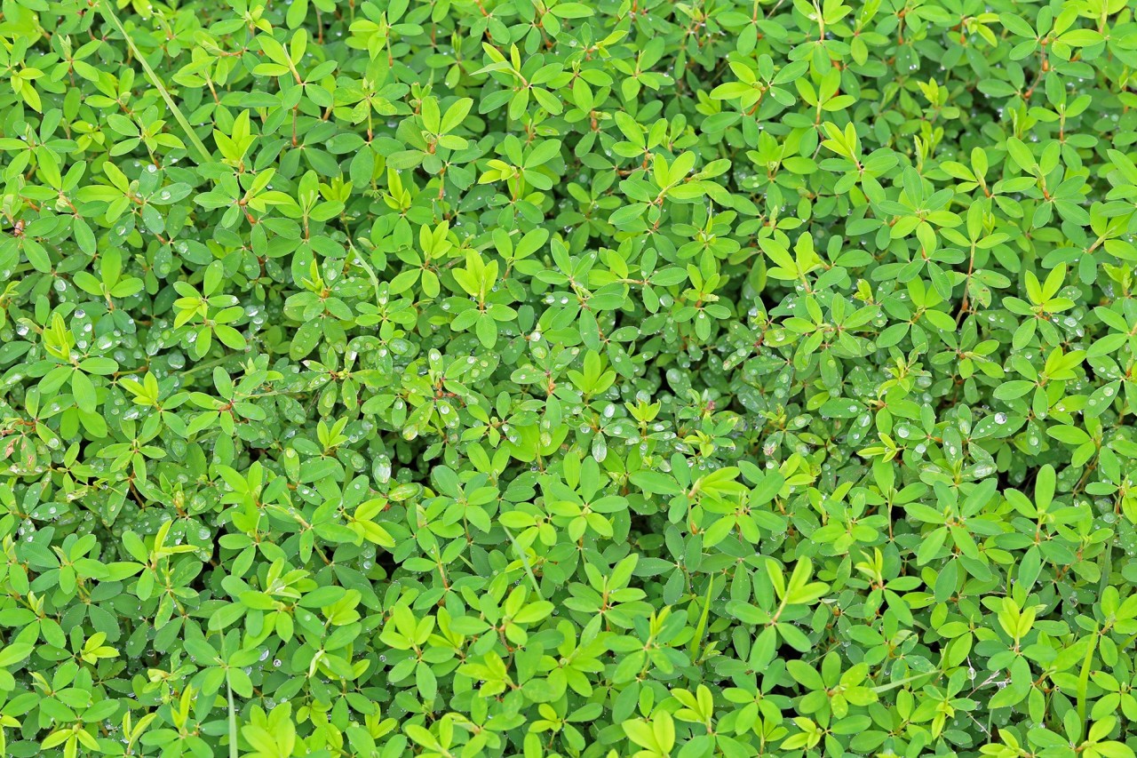 Weed Of The Month -- Lespedeza